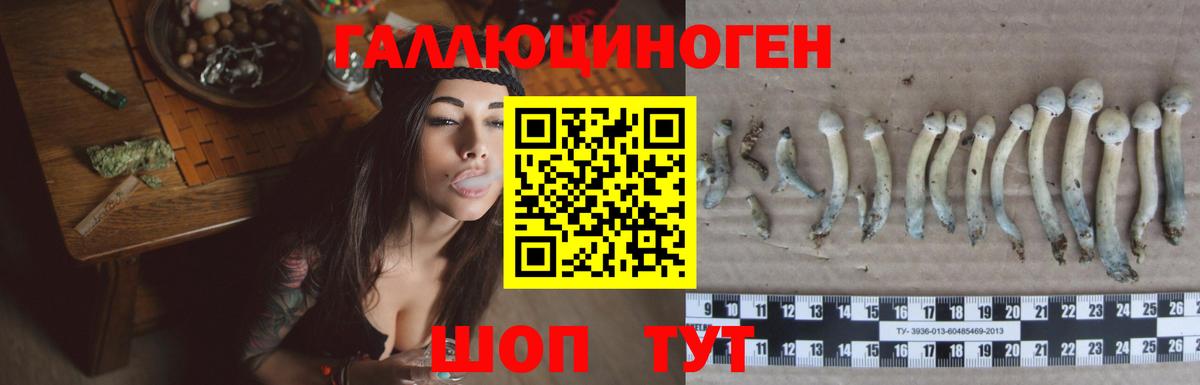 Псилоцибиновые грибы Psilocybe Петрозаводск